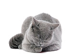 CAT 02 JE0155 01
Scottish Straight Grooming On White Seamless