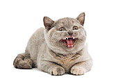 CAT 02 JE0157 01
British Shorthair Hissing On White Seamless