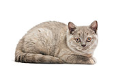 CAT 02 JE0158 01
British Shorthair Laying On White Seamless