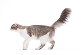 CAT 02 JE0159 01
American Curl Walking On White Seamless Profile