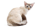 CAT 02 JE0160 01
Balinese Seal Point Tabby Sitting On White Seamless