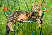 CAT 02 JE0161 01
Alley Cat Laying On Green Chair In Garden