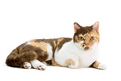 CAT 02 JE0162 01
Calico British Shorthair Laying On White Seamless