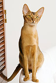CAT 02 JE0163 01
Abyssinian Cat Sitting On White Armchair