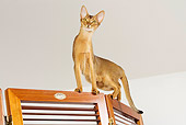 CAT 02 JE0164 01
Abyssinian Cat Walking Along Room Divider