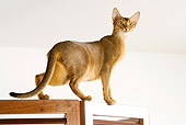 CAT 02 JE0165 01
Abyssinian Cat Walking Along Room Divider