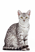 CAT 02 JE0166 01
Egyptian Mau Sitting On White Seamless