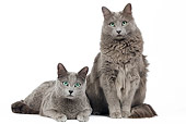 CAT 02 JE0167 01
Russian Blue And Nebelung On White Seamless