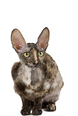 CAT 02 JE0169 01
Cornish Rex Crouching On White Seamless