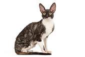 CAT 02 JE0170 01
Cornish Rex Sitting On White Seamless