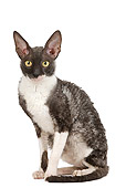 CAT 02 JE0171 01
Cornish Rex Sitting On White Seamless