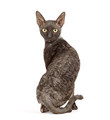 CAT 02 JE0172 01
Cornish Rex Sitting On White Seamless