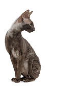 CAT 02 JE0173 01
Cornish Rex Sitting On White Seamless