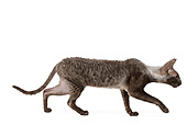 CAT 02 JE0174 01
Cornish Rex Walking On White Seamless Profile