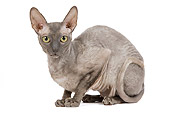 CAT 02 JE0175 01
Cornish Rex Sitting On White Seamless