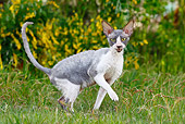 CAT 02 JE0176 01
Cornish Rex Walking Through Grass