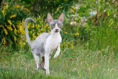CAT 02 JE0177 01
Cornish Rex Walking Through Grass