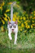CAT 02 JE0178 01
Cornish Rex Walking Through Grass