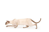 CAT 02 JE0179 01
Lilac Point Siamese Cat Walking On White Seamless Profile