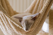 CAT 02 JE0180 01
Lilac Point Siamese Cat Sleeping In Hammock