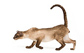 CAT 02 JE0181 01
Seal Smoke Point Siamese Cat Walking On White Seamless Profile