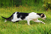 CAT 02 JE0182 01
Black And White Cat Walking On Grass Profile