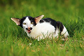 CAT 02 JE0183 01
Black And White Cat Hissing On Grass