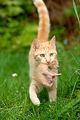 CAT 02 JE0186 01
Red Tabby Cat Carrying Newborn Kitten Across Lawn
