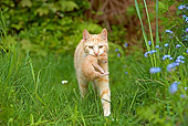 CAT 02 JE0187 01
Red Tabby Cat Carrying Newborn Kitten Across Lawn