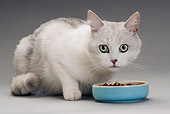 CAT 02 JE0188 01
Alley Cat Sitting By Blue Food Bowl On White Seamless