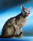 CAT 02 JE0304 01
Russian Blue Cat Sitting In Blue Studio