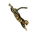 CAT 02 JE0305 01
Alley Cat Leaping On White Seamless
