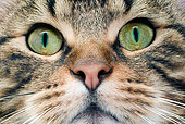 CAT 02 JE0306 01
Close-Up Of Face Of Alley Cat