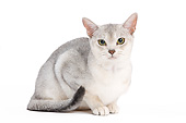 CAT 02 JE0310 01
Black And Silver Abyssinian Cat Sitting On White Seamless