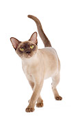 CAT 02 JE0312 01
Burmese Cat Walking On White Seamless