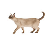 CAT 02 JE0313 01
Burmese Cat Walking On White Seamless Profile