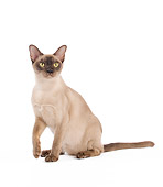 CAT 02 JE0314 01
Burmese Cat Sitting On White Seamless