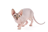 CAT 02 JE0315 01
Sphynx Crouching On White Seamless