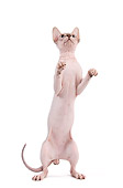 CAT 02 JE0316 01
Sphynx Standing On Hind Legs On White Seamless