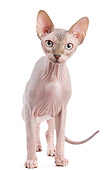 CAT 02 JE0317 01
Sphynx Standing On White Seamless