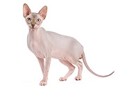 CAT 02 JE0318 01
Sphynx Standing On White Seamless