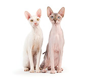 CAT 02 JE0319 01
Rex Devon And Sphynx Sitting On White Seamless