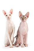 CAT 02 JE0320 01
Rex Devon And Sphynx Sitting On White Seamless