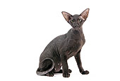 CAT 02 JE0321 01
Black Peterbald Sitting On White Seamless