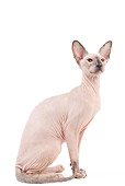 CAT 02 JE0322 01
Peterbald Sitting On White Seamless