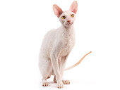 CAT 02 JE0323 01
Cornish Rex Sitting On White Seamless