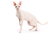 CAT 02 JE0324 01
Cornish Rex Standing On White Seamless