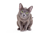CAT 02 JE0326 01
Korat Crouching On White Seamless