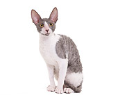 CAT 02 JE0330 01
Cornish Rex Sitting On White Seamless