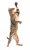 CAT 02 JE0331 01
Bengal Cat Standing On Hind Legs On White Seamless